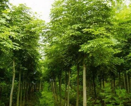 深圳欒樹(shù)