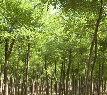 國(guó)槐