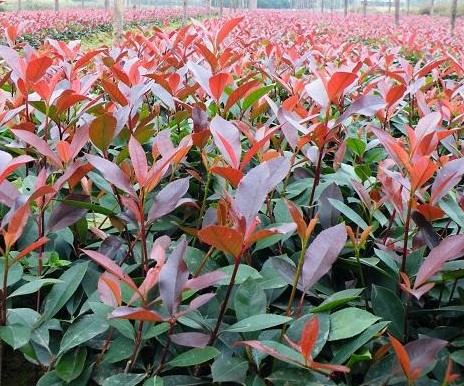 紅葉石楠